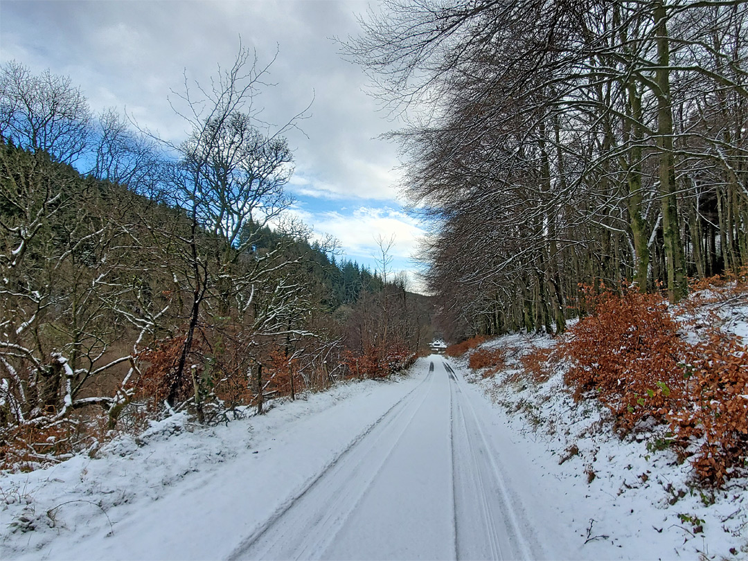 Road through the forest