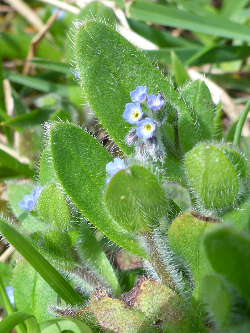 Hairy stem and leaves