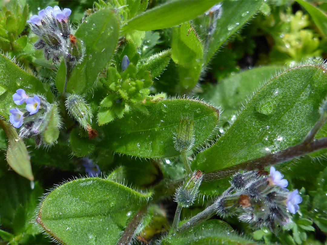 Early forget-me-not