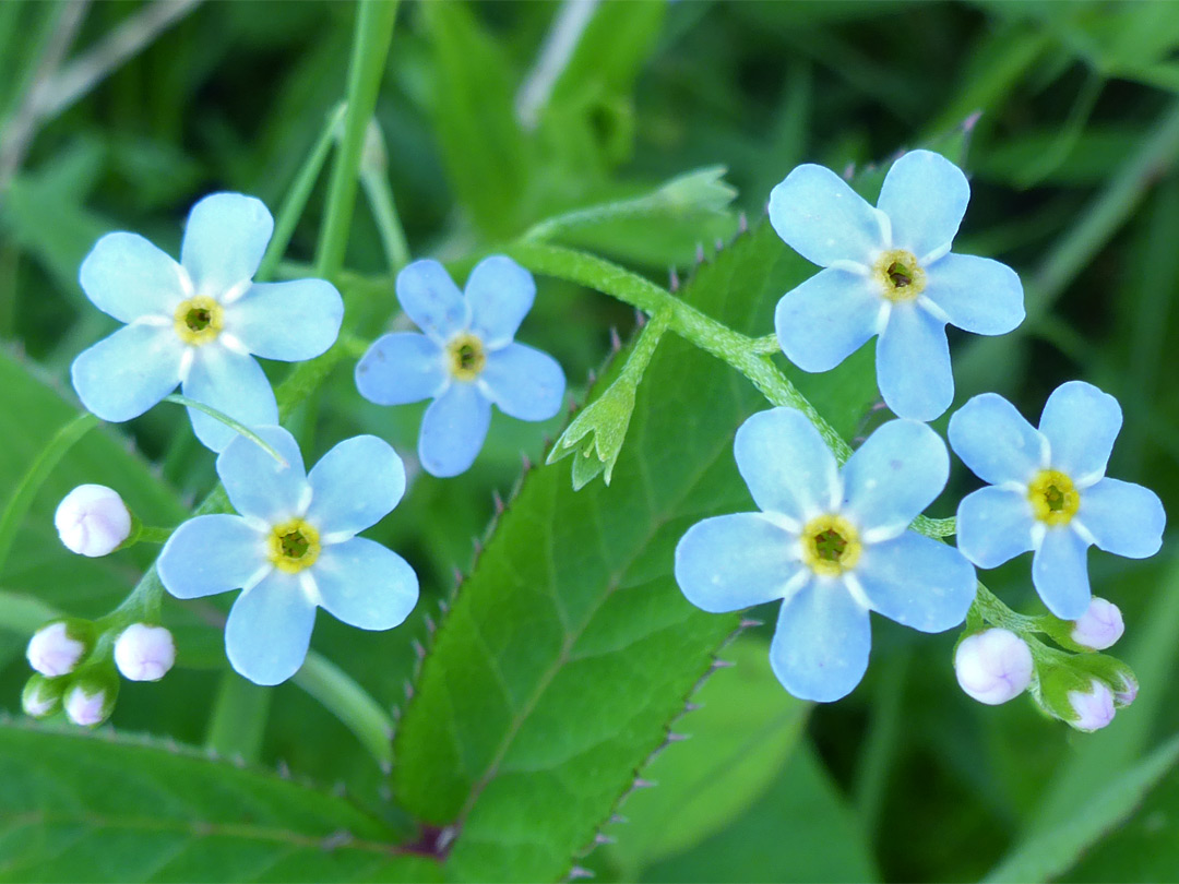 Stems, leaves and flowers