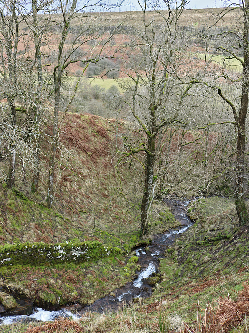 Trees and stream