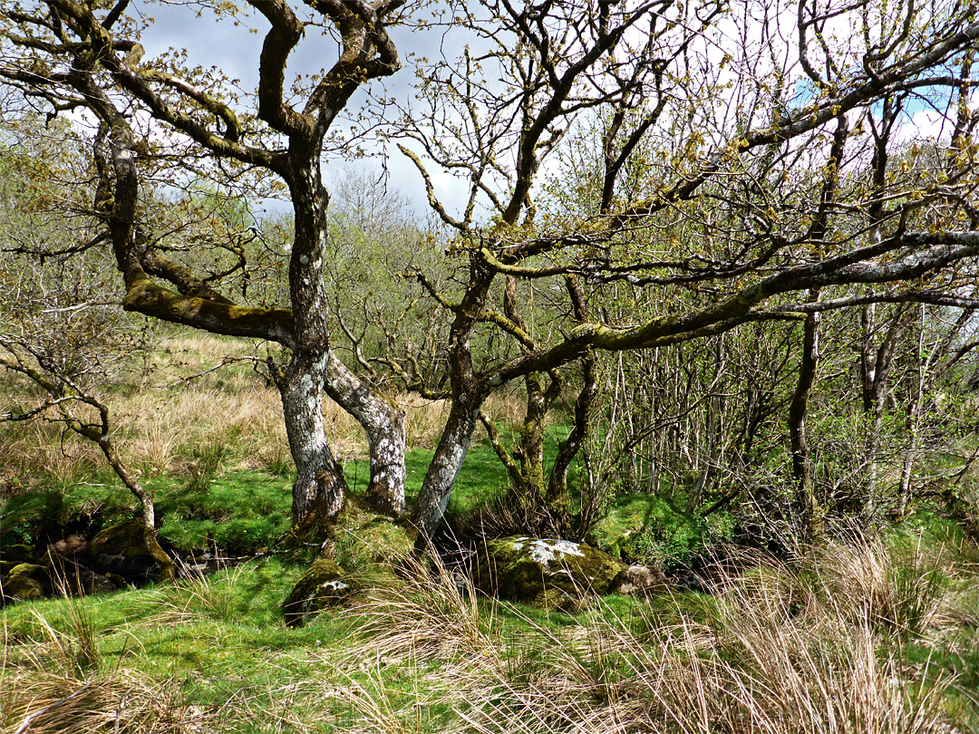 Twisted branches