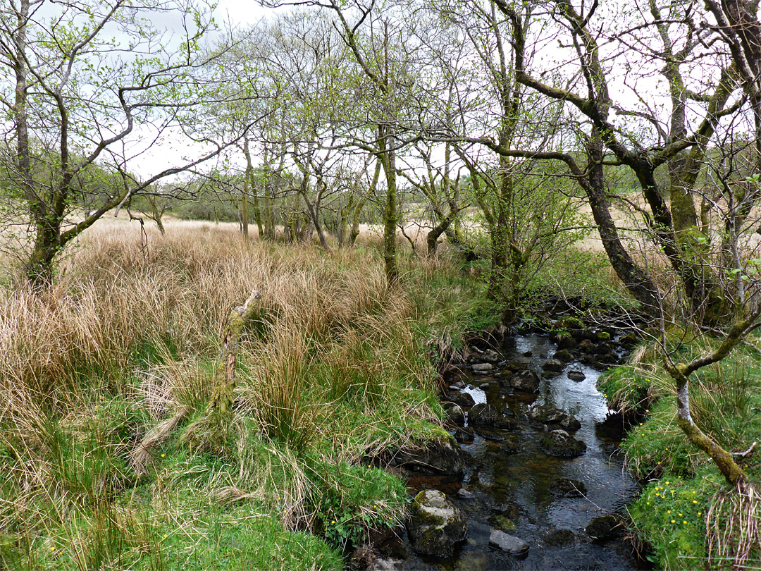 Grass and trees