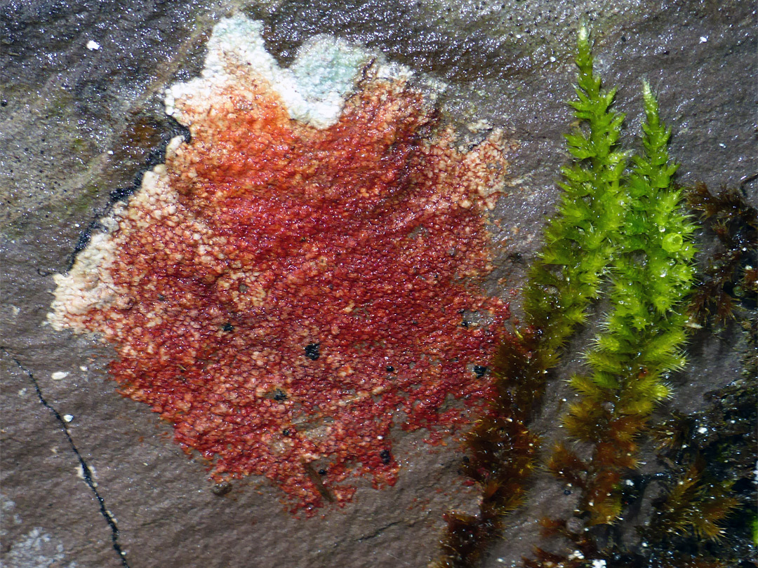 Moss and lichen