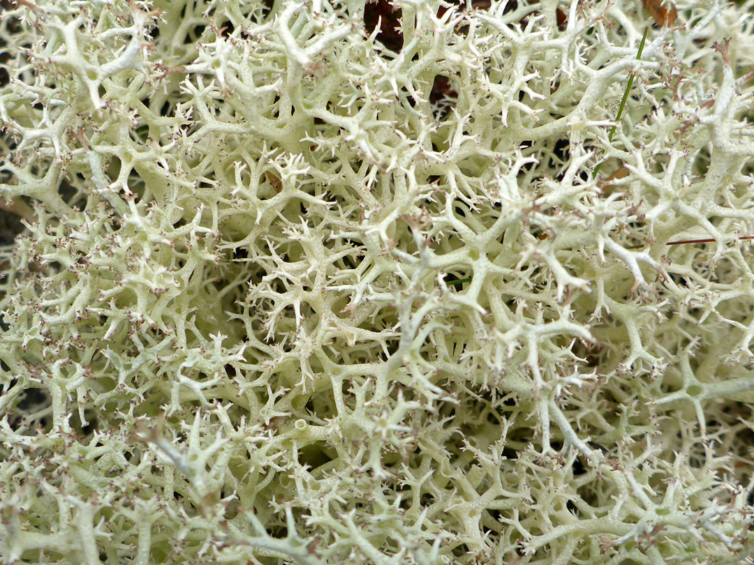 Reindeer lichen