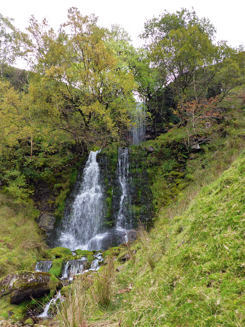 Trees and waterfalls