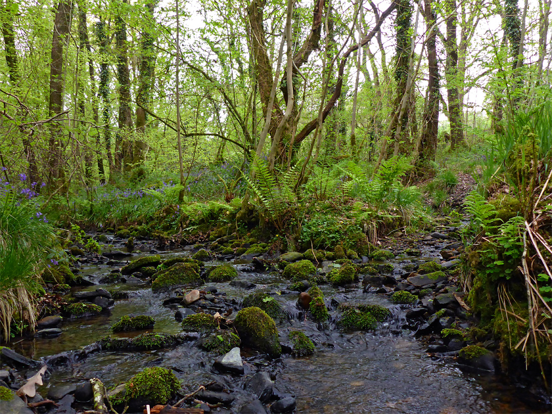 Tributary stream