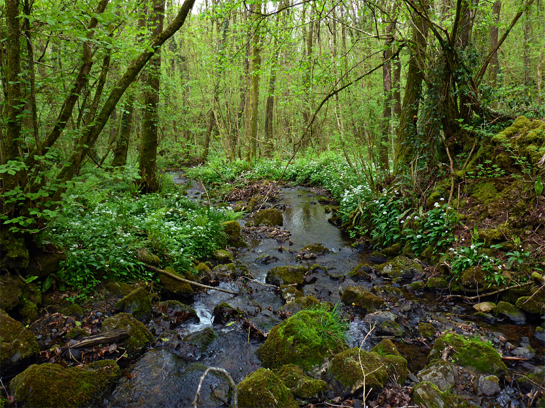 Nant Cwm-llwydrew