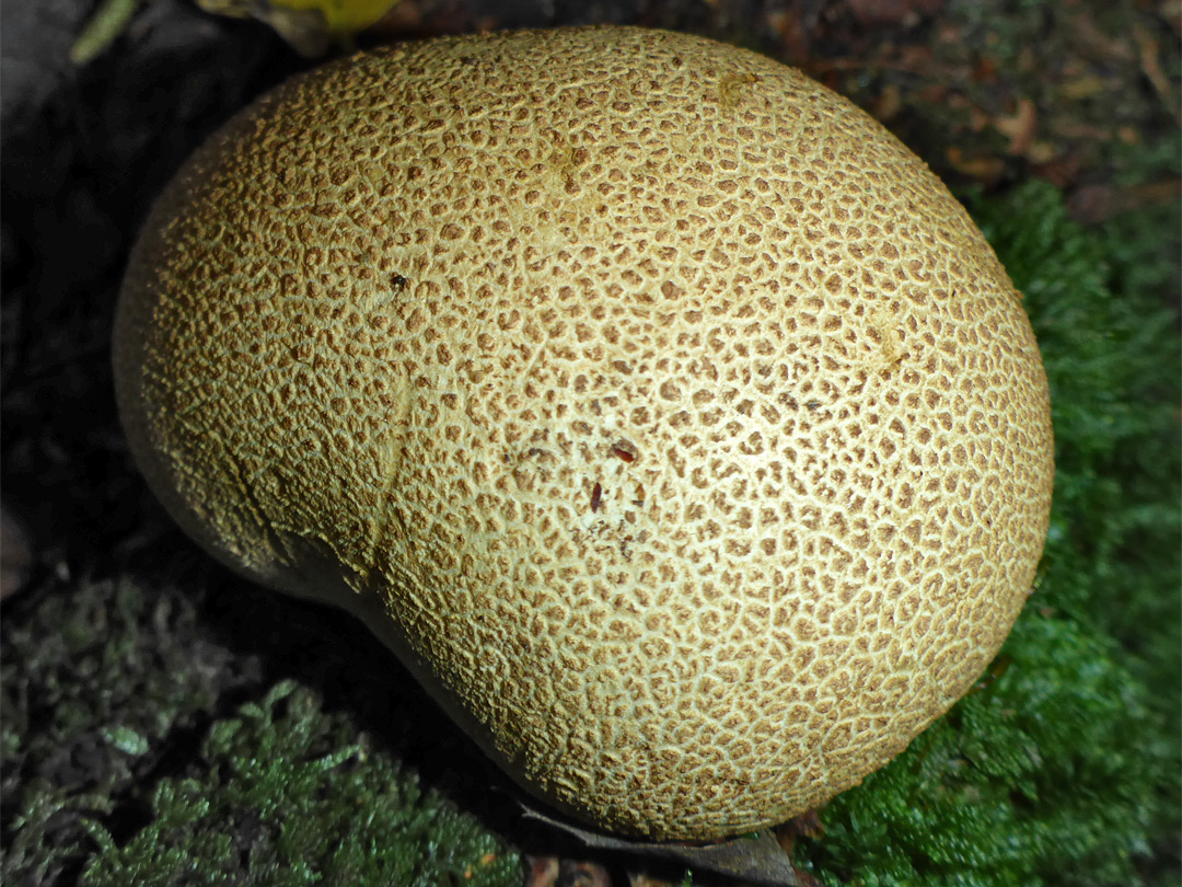 Common earthball