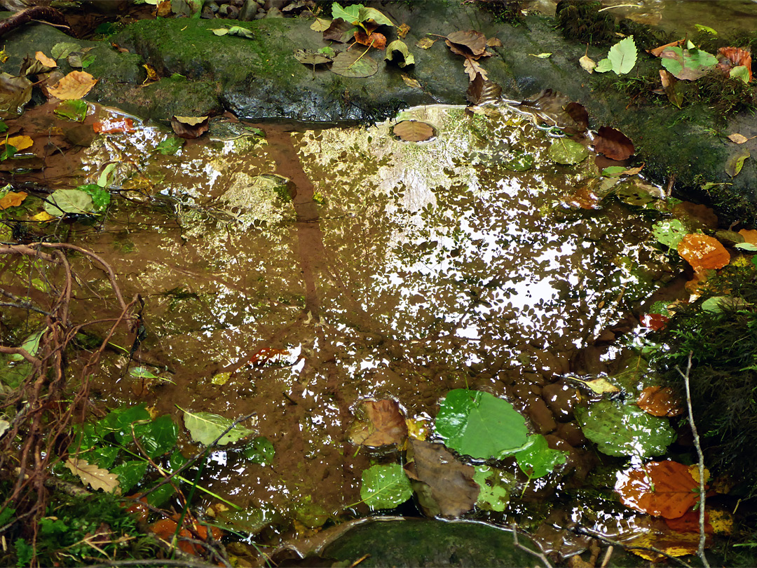 Reflections on a pool