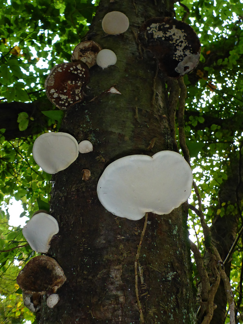 Tree fungi