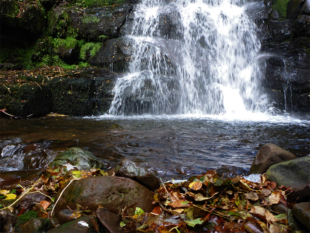 Leaves, pool and waterfall