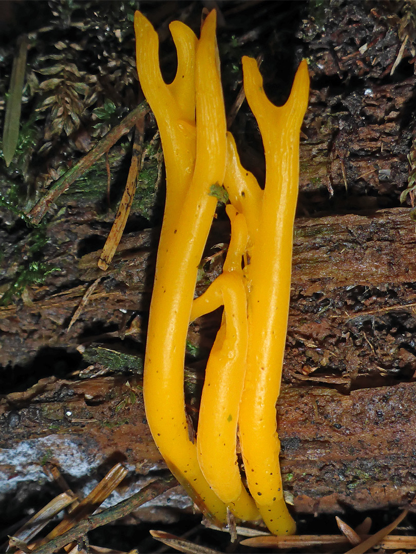 Yellow stagshorn