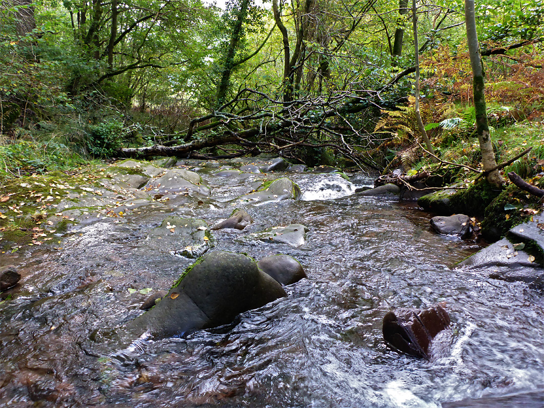 Nant Cynafon