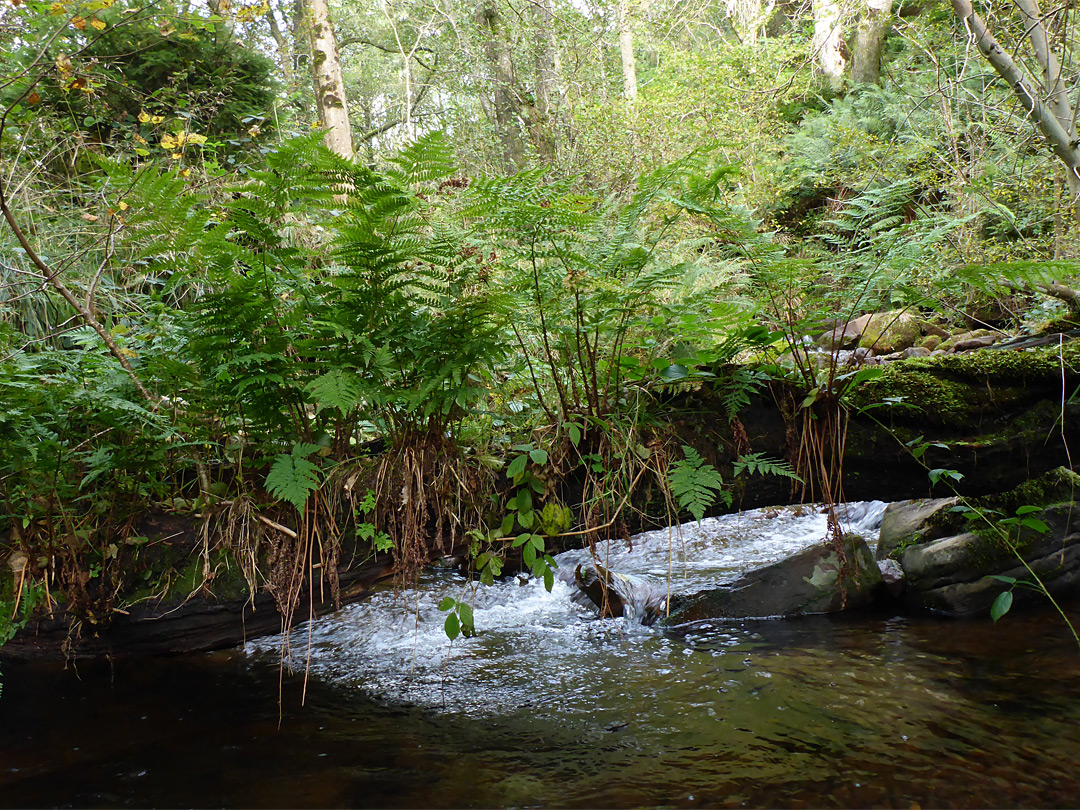 Tree across the stream