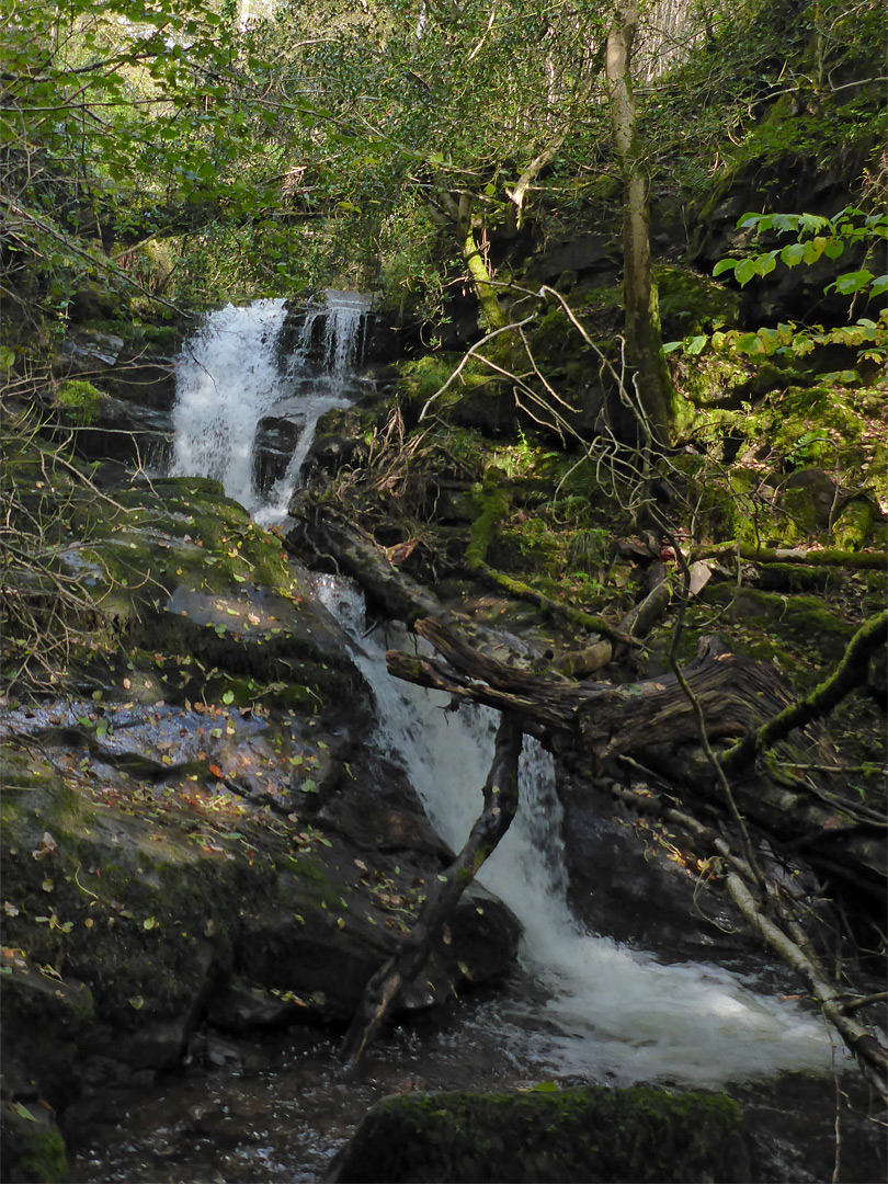 Logs in the streamway