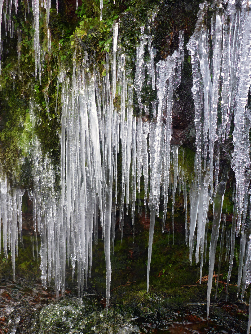 Moss and icicles