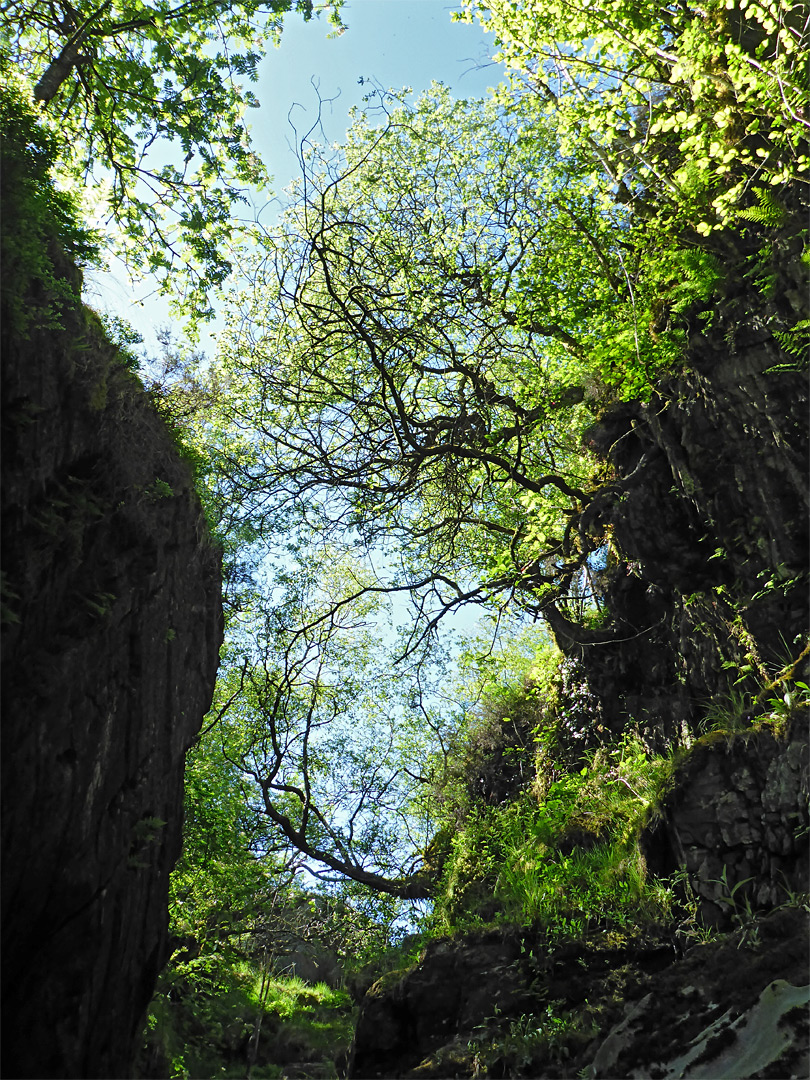 Trees and sky