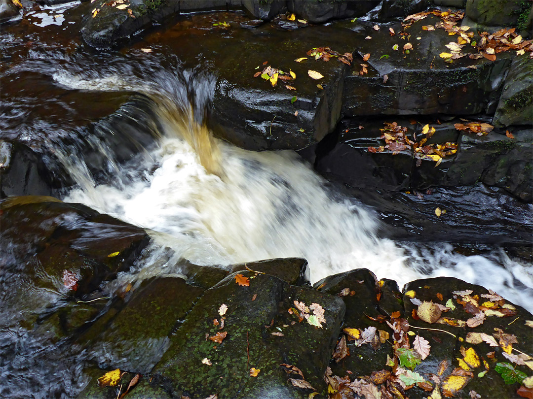 Leaves on dark rocks