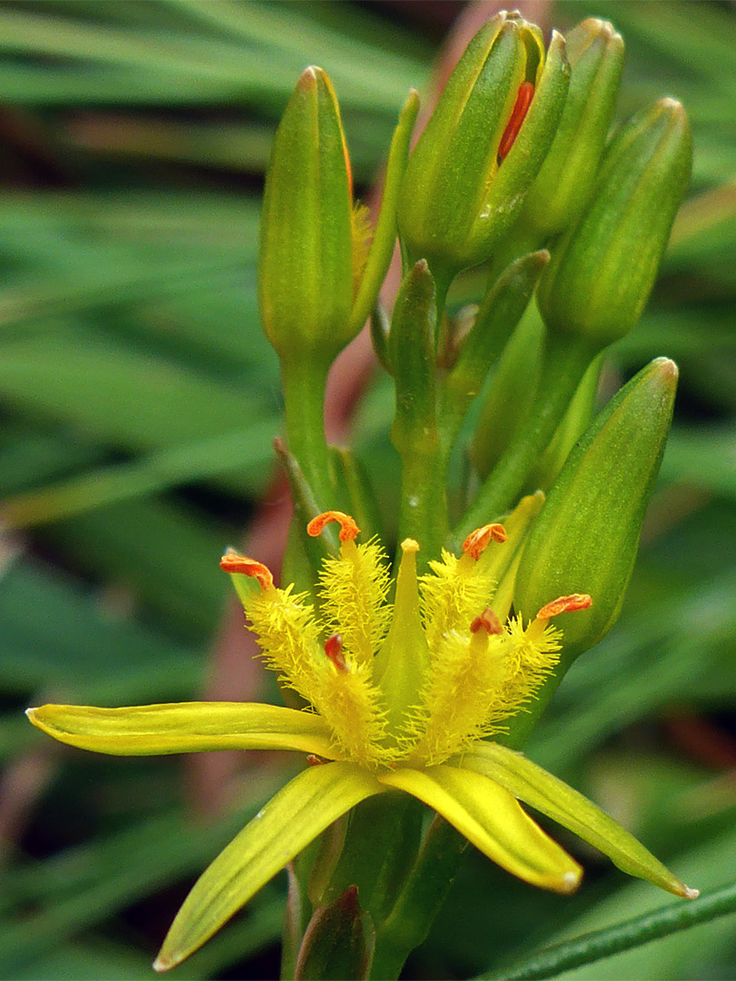 Bog asphodel