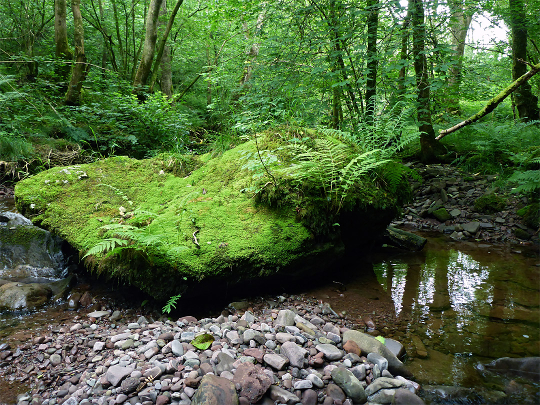 Mossy boulder