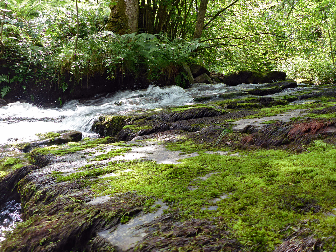 Mossy rocks