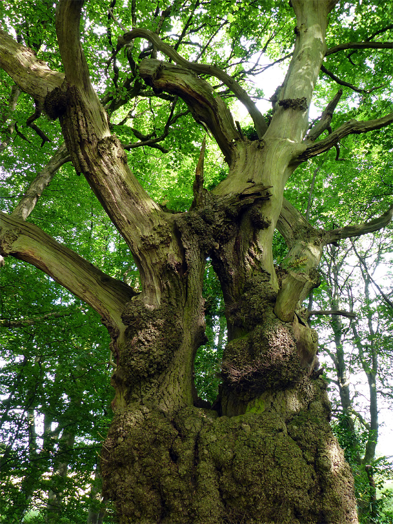 Barkless branches