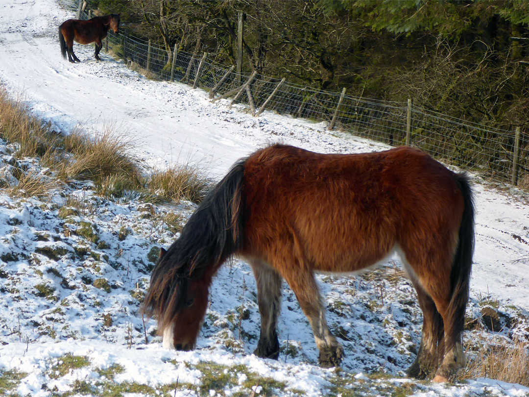 Two horses