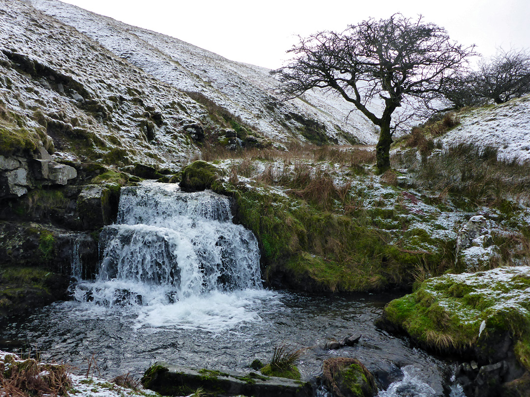 Waterfall and tree