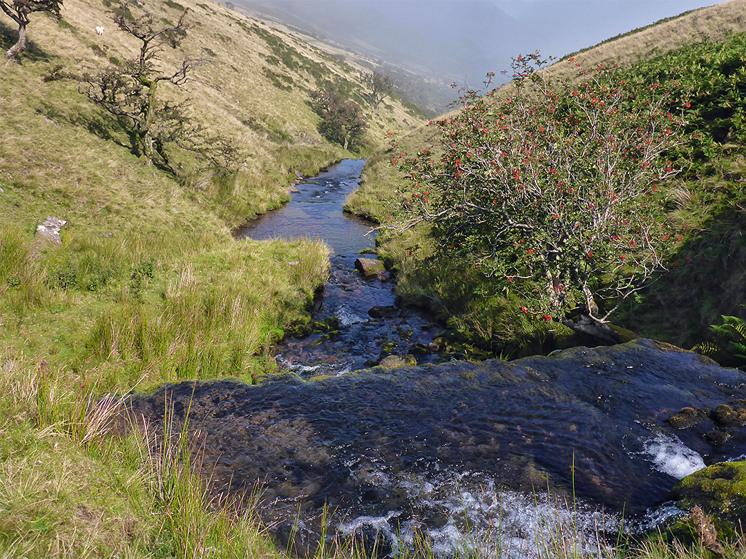 Hawthorn