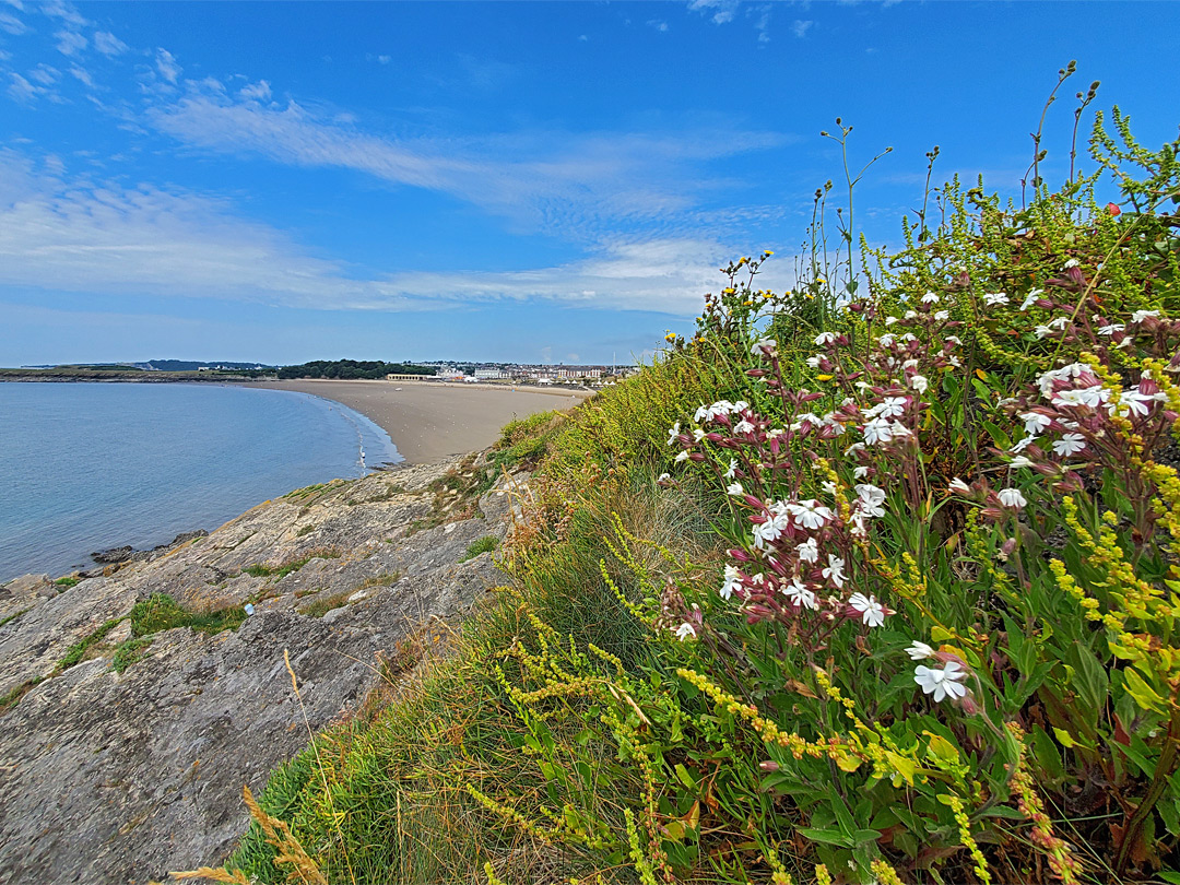 White campion