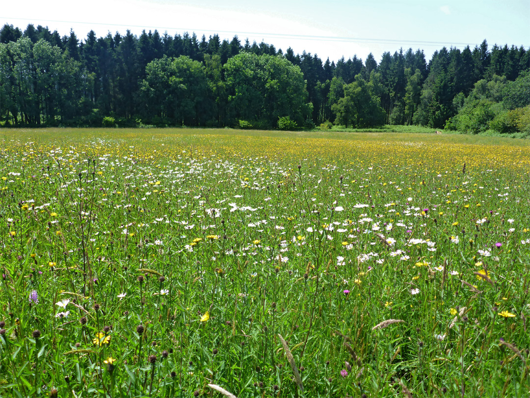 Oxeye daisies