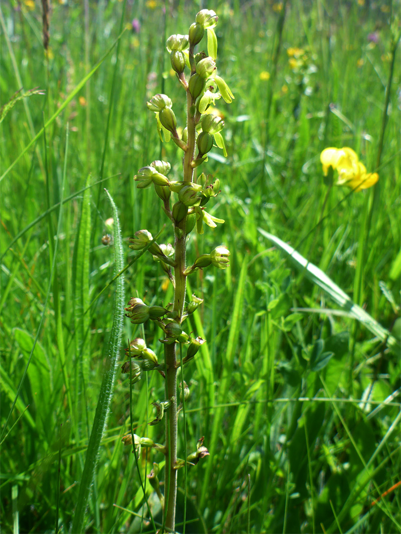 Common twayblade