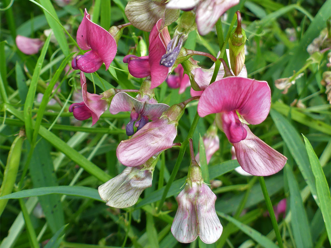 Narrow-leaved everlasting pea