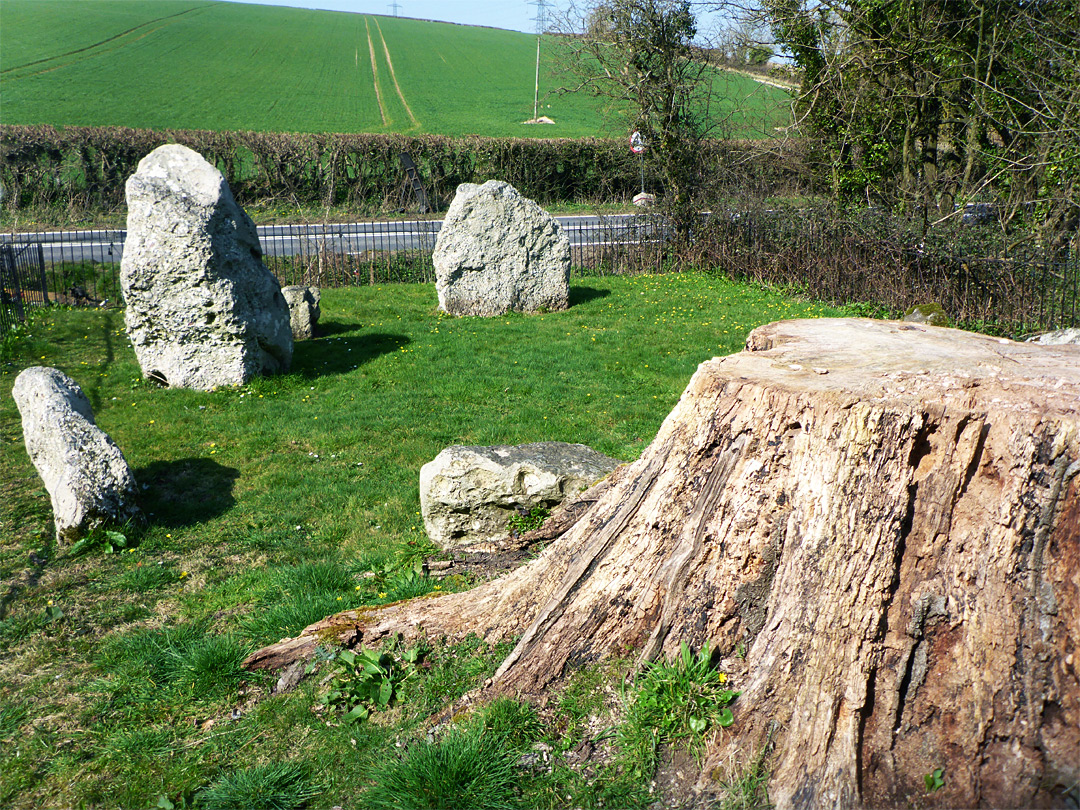 Tree stump