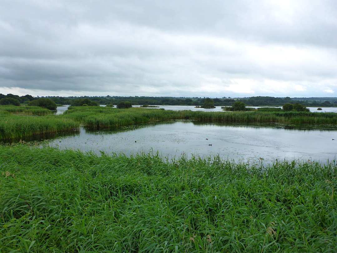 Reeds and water