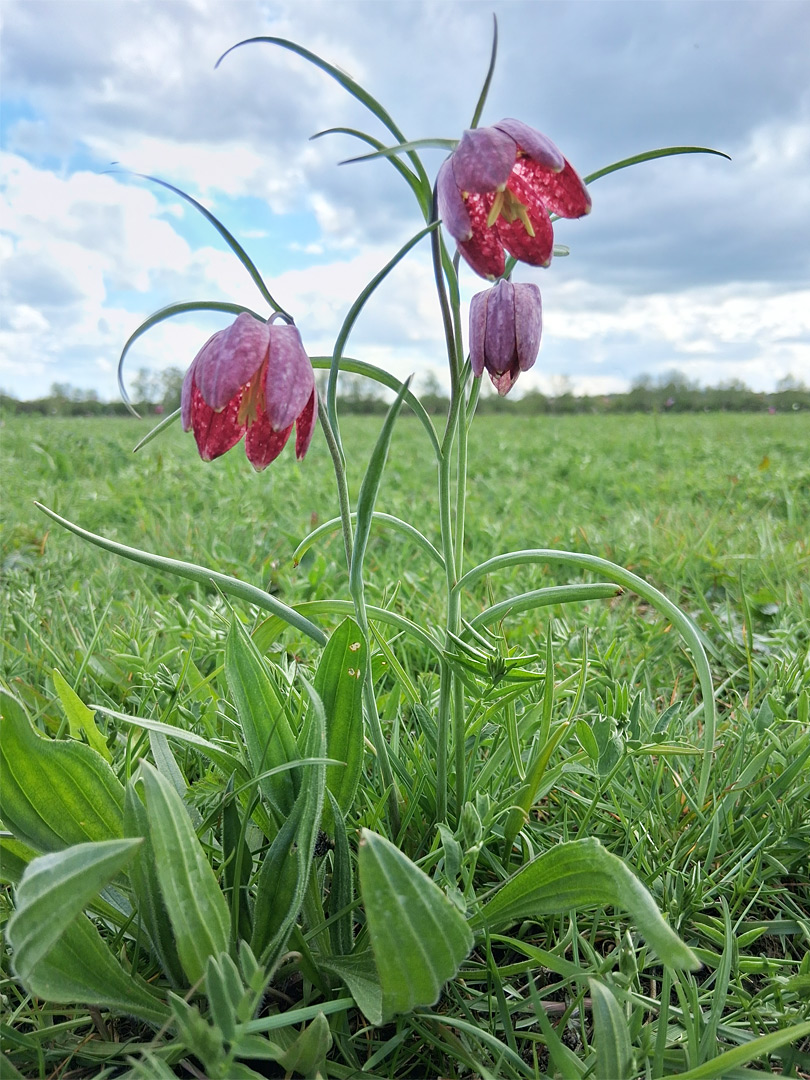 Snakeshead fritillary