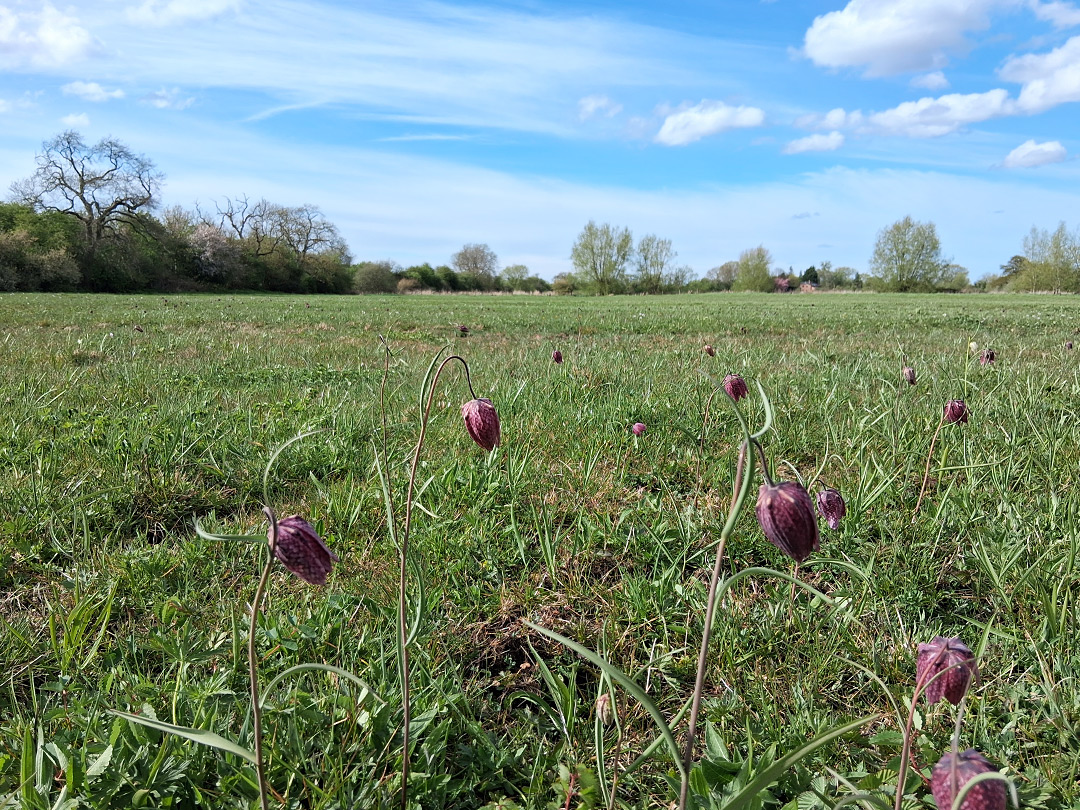 The grassland