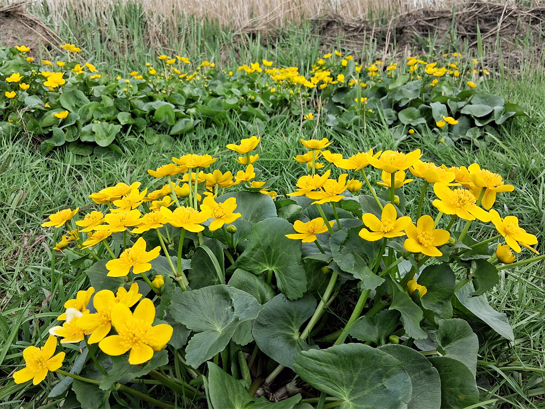Marsh marigolds