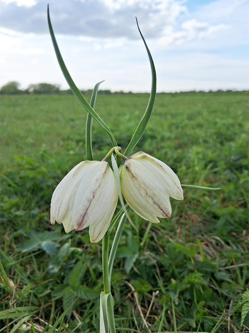 White-flowered fritillary