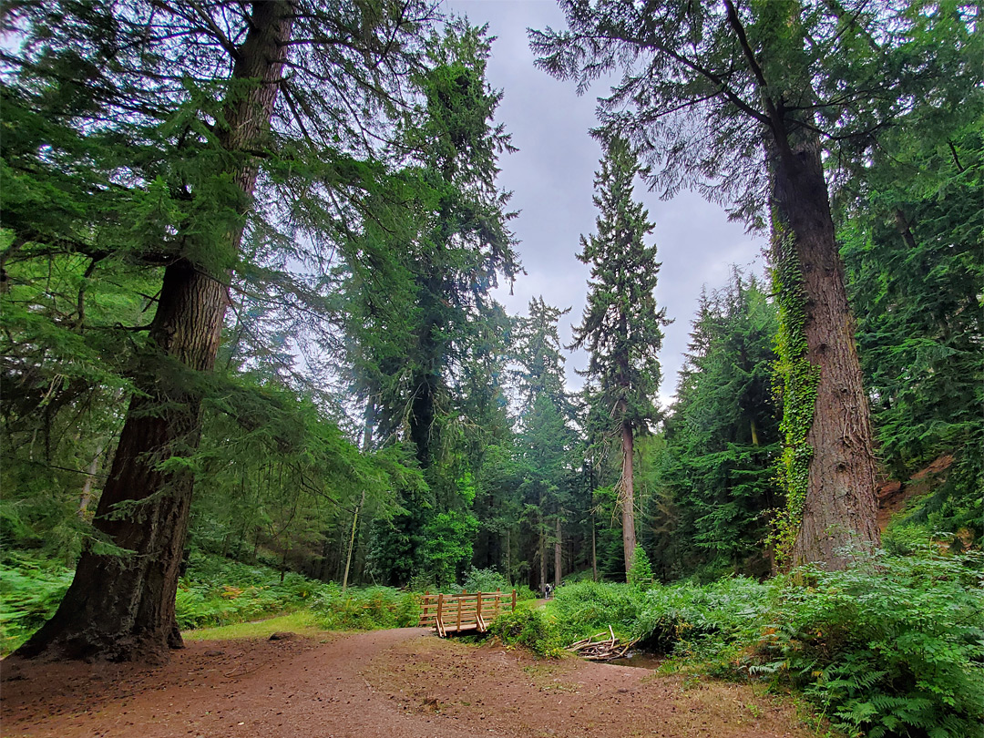 Two conifers