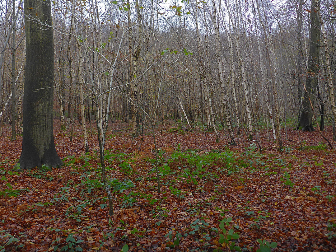 Leaves and trees