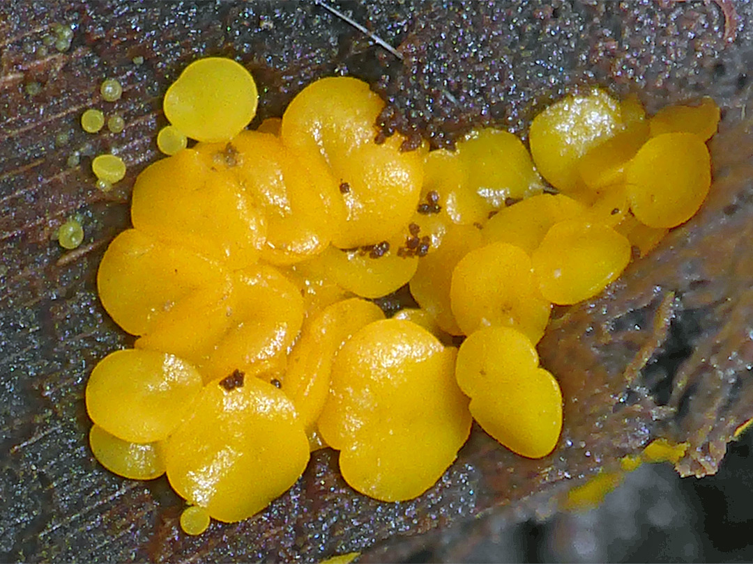 Yellow fairy caps