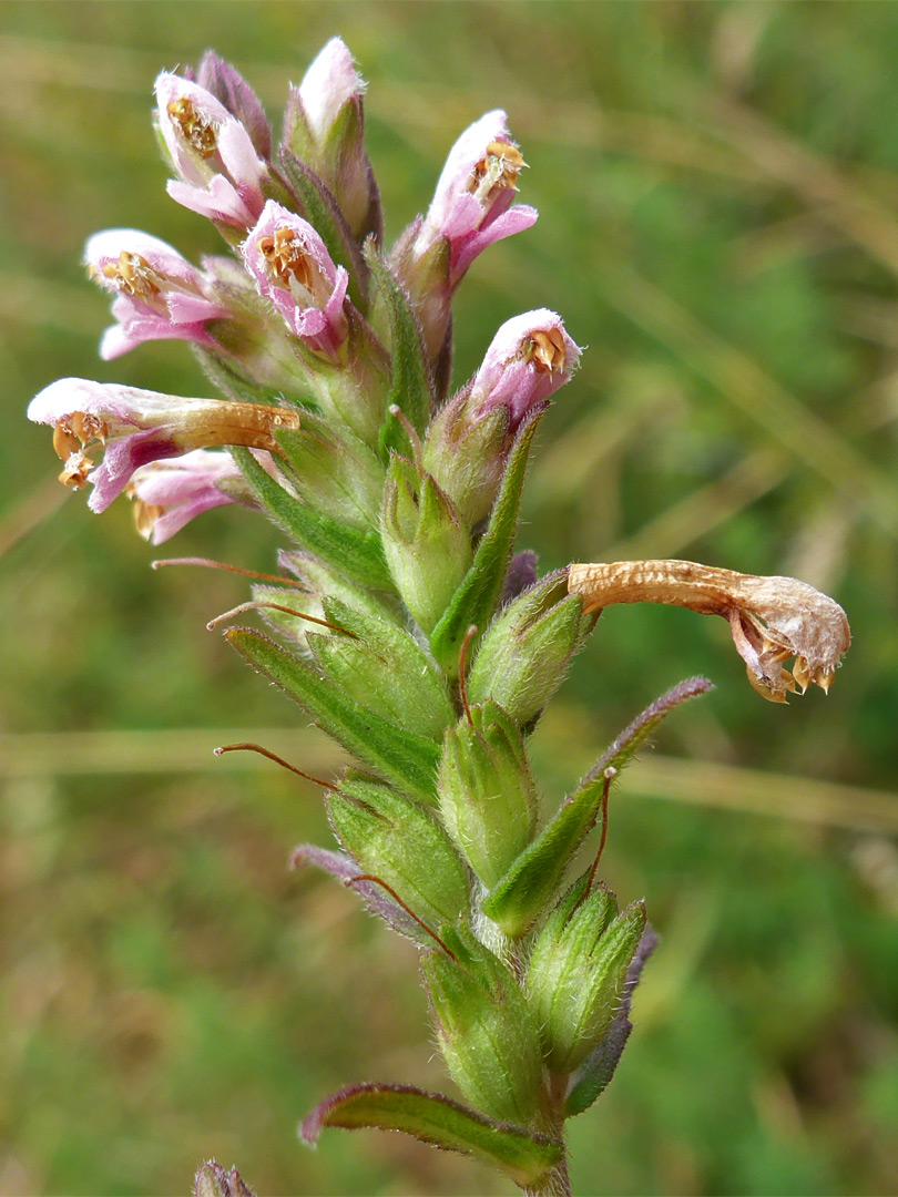 Calyces and corollas