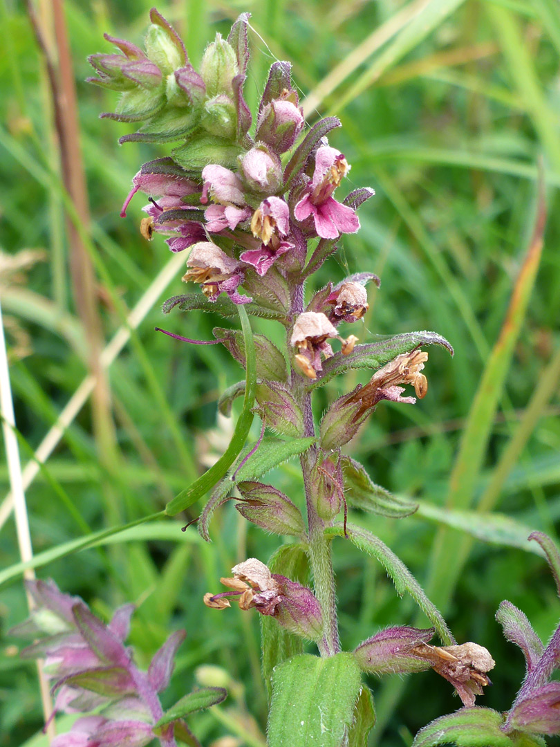 Withering flowers