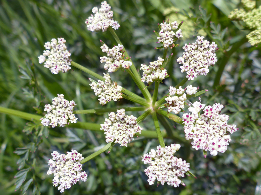 Compound umbel