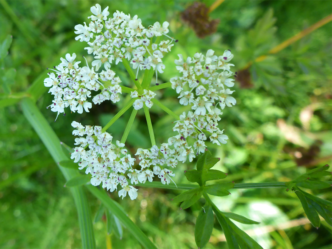 Small flower cluster