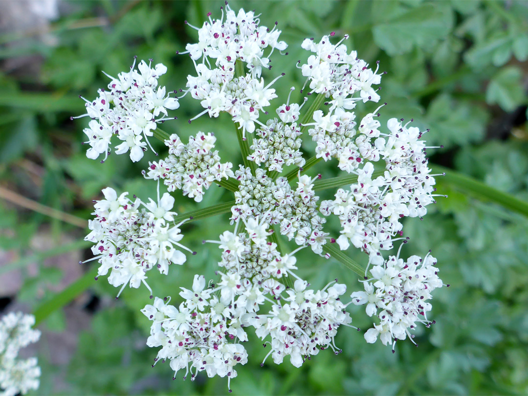 Hemlock water-dropwort