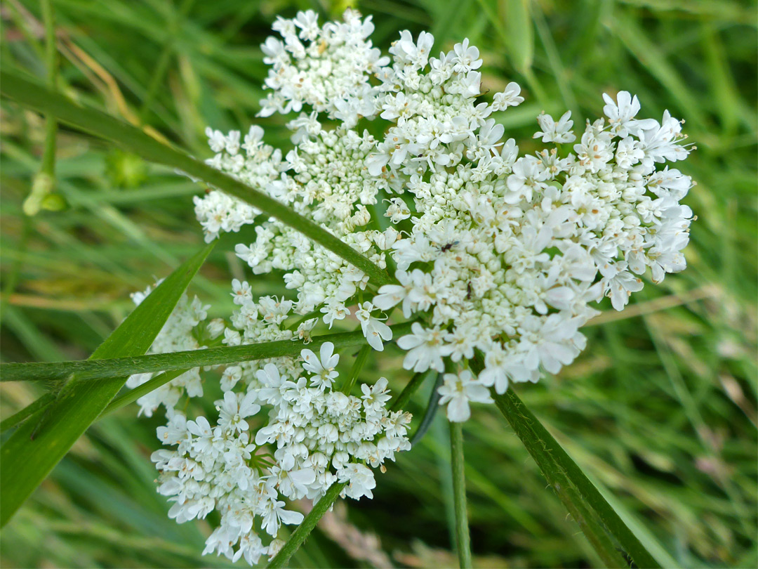 Flat-topped flower cluster