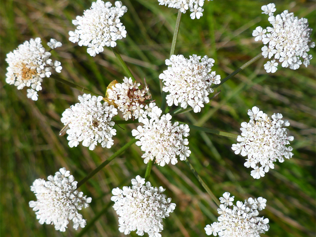 Parsley water-dropwort